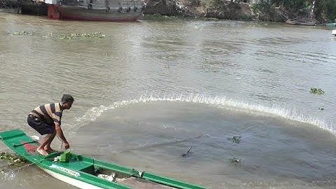 chài cá bến đá cầu an tức trúng đậm , Cá lăng, Cá mè vinh