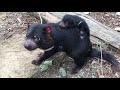 Baby Tasmanian Devil Joey Gets A Piggyback!