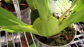 Oncidium Orchid care, removing old bloom spike and how it re-blooms