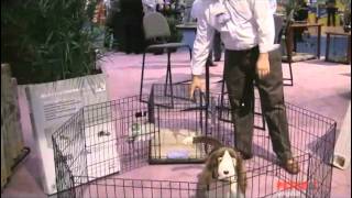 iCrate Double Door Folding Dog Crates by Midwest - Designed completely around the safety, security and comfort of your dog. Buy 