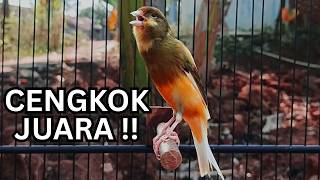 Kenari Gacor Ngerol Sampai Tuntas – Cocok untuk Isian & Pancingan  Kenari PAUD AGAR BUNYi!