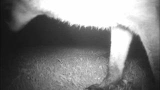 Fox Going To Toilet On My Camera