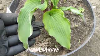 :  Aquamarine......    #hosta # # # #Aquamarine