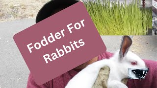 Fodder For Rabbit