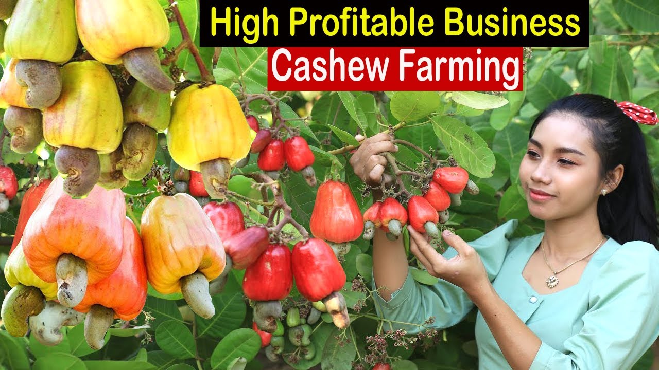 business plan on cashew nut export