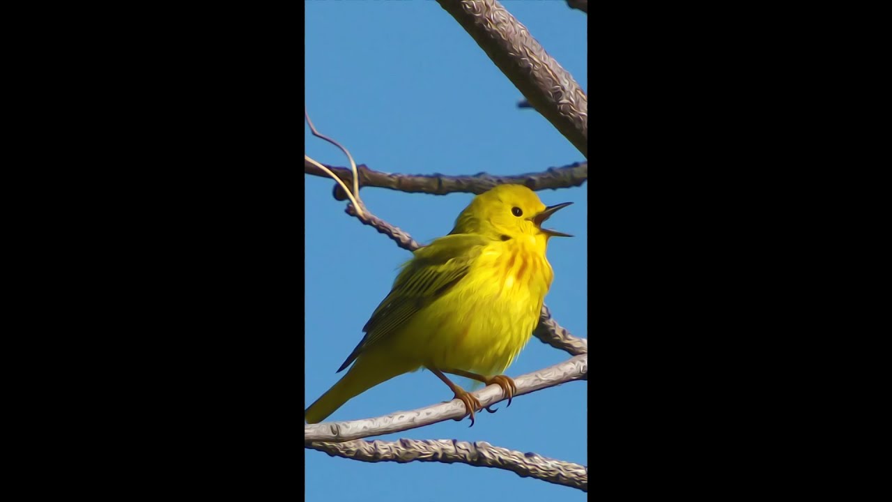 Yellow Warbler bird singing