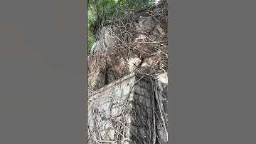 Nature Works as Civil Engineer and Stabilizes Steep Slope #education #engineering