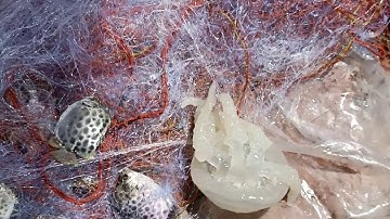 Bầy cá nâu khủng