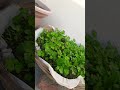 💚धनिया उगाएं। coriander🍀#shorts #youtubeshort #trending #viral #shortsfeed #viralvideo #video