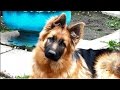 Зайка Гранд. Щенок длинношерстной немецкой овчарки 7 мес. Puppy German Shepherd 7 months.🌺👅