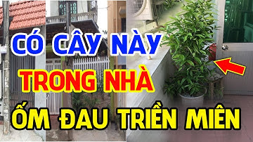 CẢNH BÁO: Chớ Dại Trồng 6 Cây Này Trong Nhà Kẻo Cả Gia Đình ỐM ĐAU TRIỀN MIÊN, Tiền Vàng Tiêu Tán