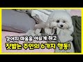 반려견의 마음을 아프게 하고 짓밟는 주인의 나쁜 6가지 행동! 【강아지가 싫어하는 주인의 행동│주인은/만 몰랐던 나쁜 행동】