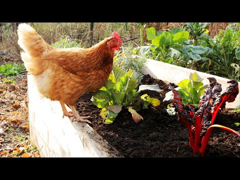 Using Chicken Manure Fertilizer In Your Garden - How To Make Your Own - Free Fertilizer For Results!