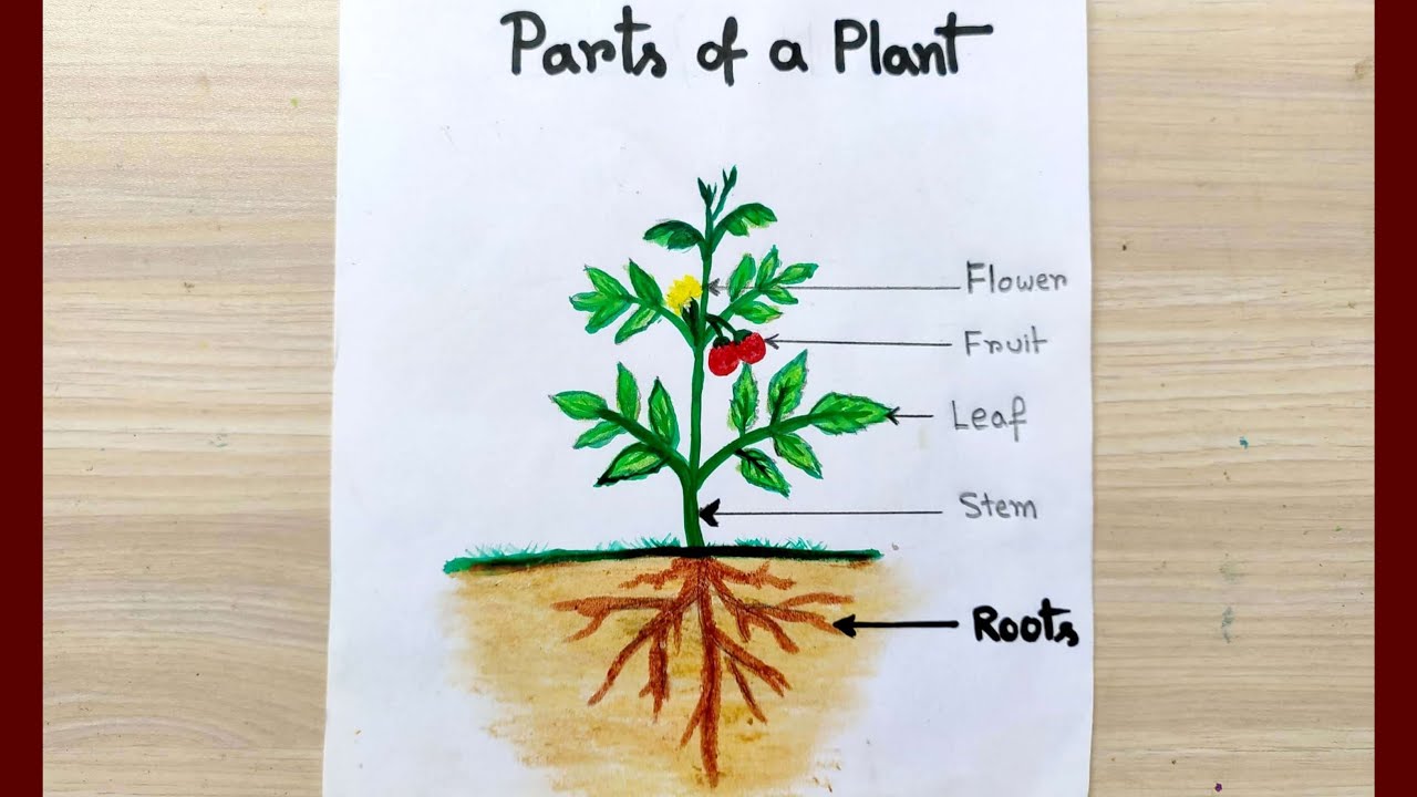 EASY PARTS OF THE PLANT DRAWING/ HOW TO DRAW PARTS OF A PLANT/ PARTS OF A  PLANT FOR SCHOOL PROJECTS