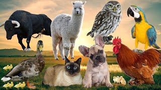 Funny farm animal moments: Cow, Parrot, Bulldog, Cat, Owl, Pig - Animal sounds