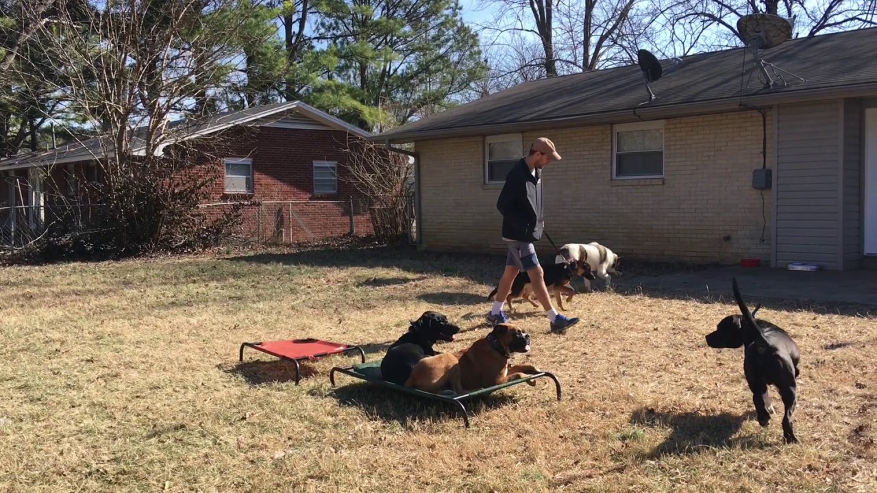 4 Year Old Labrador and Boxer Transformation | Best Dog Training Northwest Arkansas - YouTube