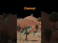 Chamoy #chamoy #shorts #cat #cats #minecraft #roblox