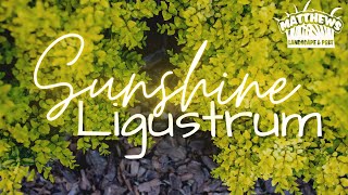 Sunshine Ligustrums Sunshine Ligustrum Landscape Ideas