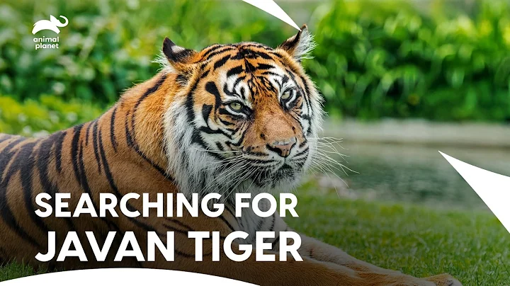 Legendary Javan Tiger & Tasmanian Tiger | Extinct Or Alive S1 E7,8,6 | Animal Planet