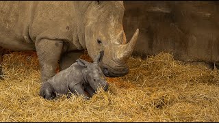 Whipsnade welcomes baby Southern white rhino - YouTube