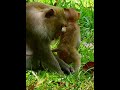 #Cutes Babies Monkey, And Daisy's baby# 250