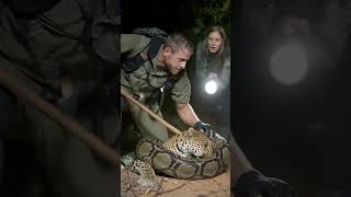 Python Ambushes Leopard on a Forest Trail