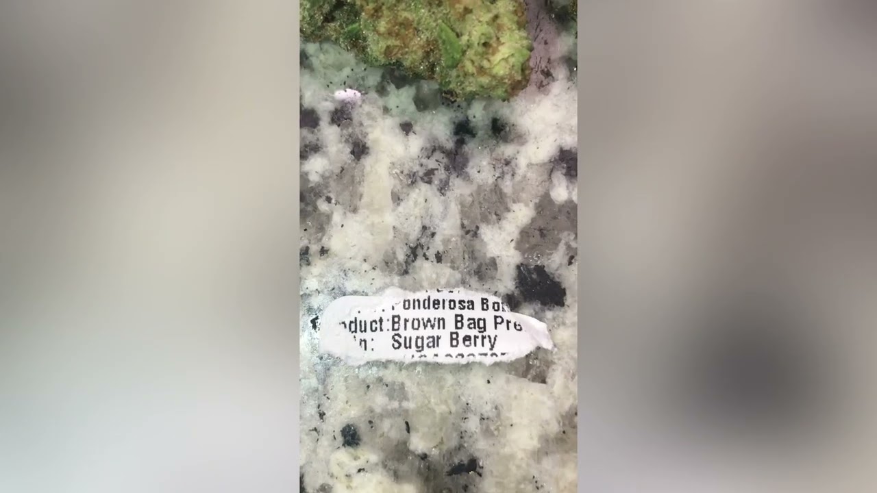 Sugar Berry Strain Review ( Smk Brk 420 )