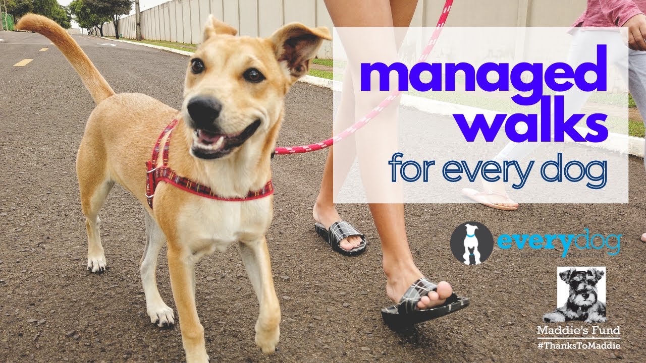 Managed Walking for Every Dog Practical strategies to reduce your dog