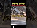 木の中に子リスが5匹住んでるなんて知りませんでした
