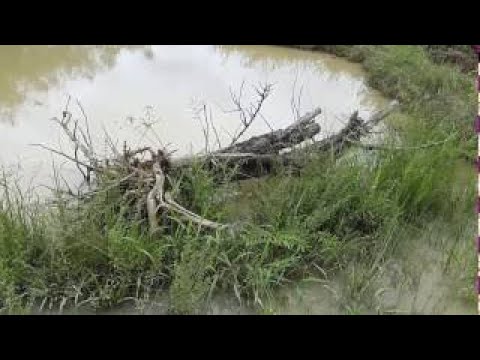 Beautiful girl fishing in my village Amazing fishing in Cambodia part 28