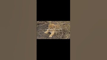 سورة لقمان|ياسر الدوسري #القرآن_الكريم #اكسبلور #المصحف_الشريف #سورة_لقمان #ياسر_الدوسري