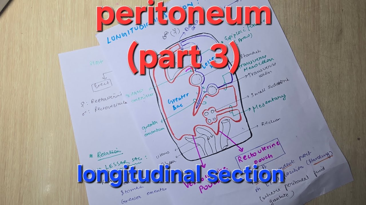 PERITONEUM (longitudinal section) | anatomy mbbs 1st Yr 