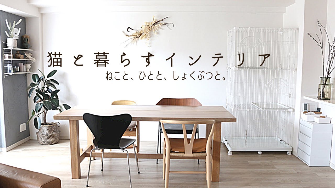 【インテリア】猫と暮らすインテリア|家を整える|猫🐈と人👨‍👩‍👦と植物🌴と