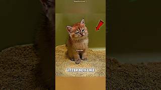 Cutest Toilet Training Fail