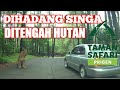 Taman Safari II Prigen (Part 1) - Dihadang Singa ditengah hutan taman safari