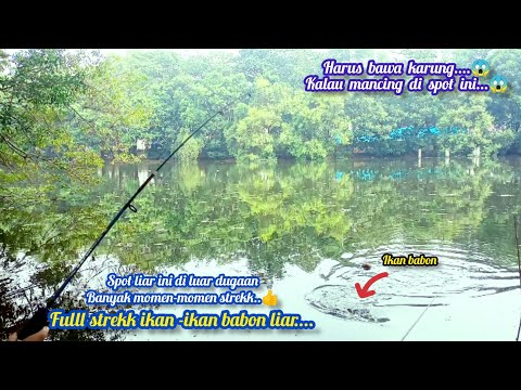 Harus bawa karung..!!! Spot liar ini di luar dugaan,banyak ikan babon di spot ini...