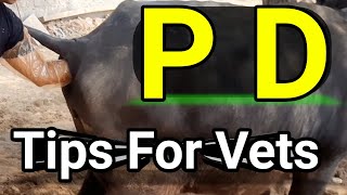 PD Cattle Pregnancy Checking गाय भैंस को कैसे चेक करें pregnancy diagnosis in cattle buffalo by hand