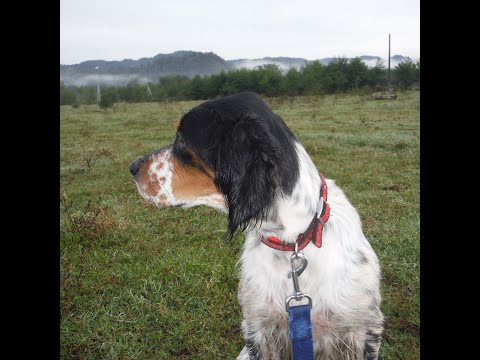 მარგოს მორიგი ნაბული