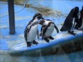 【高岡古城公園】ぺんぎん 毛づくろい２【動物園】