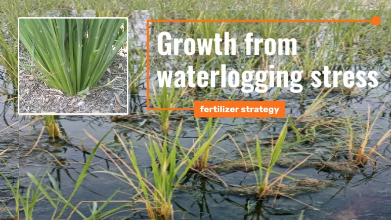 Rice Fertilizer Strategy After Waterlogging Stress | Boost Tillering ...