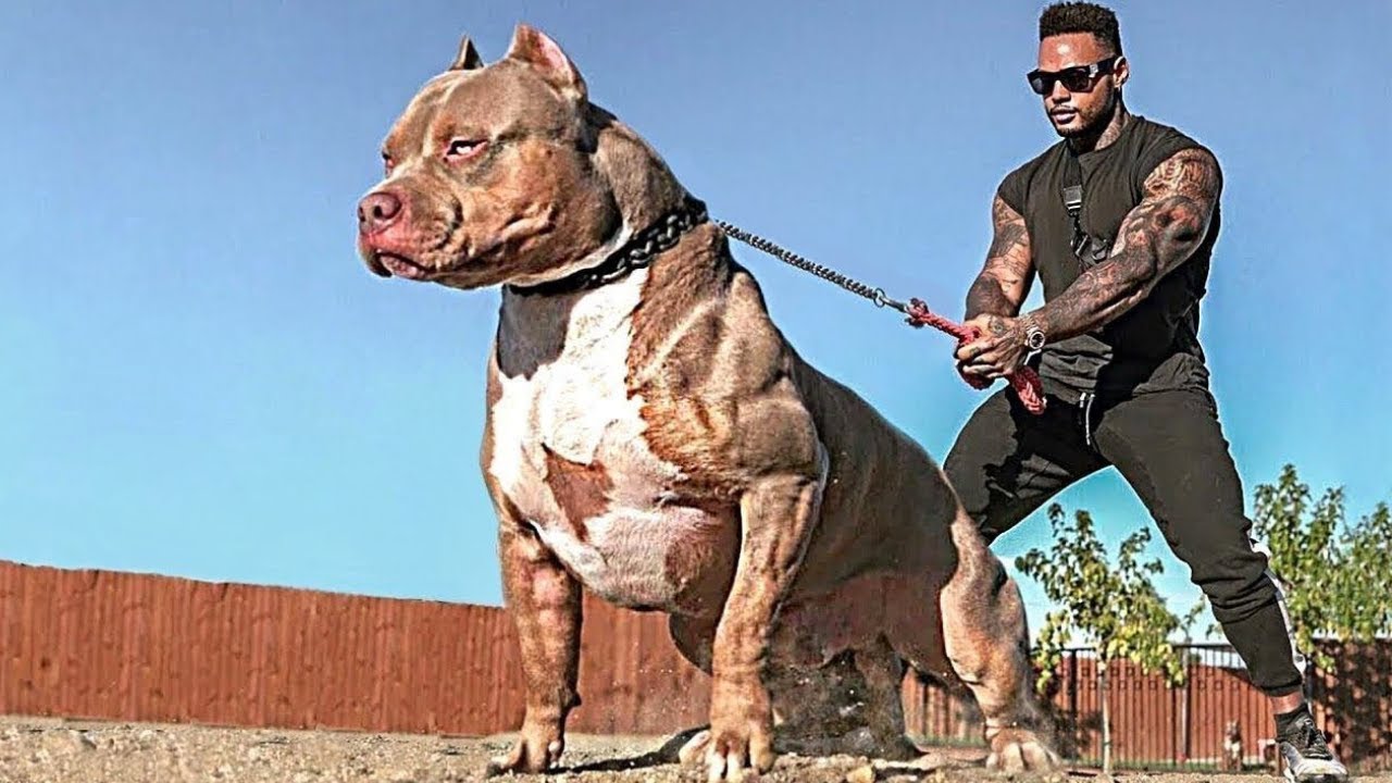 Los 10 Perros Más Musculosos Del Mundo - YouTube