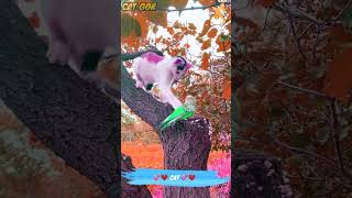 cute cat and birds video #shorts funny cat video #cat #animal #111