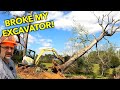 Digging BIG Trees With A MINI Excavator.  Yanmar VIO50 Digger