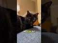 Eat your veggies! #healthy #cats #pets #fypシ #funnycat #blackcat