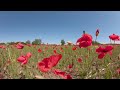 VR-Meditation Field of Poppies 360 1 Stunde Erholung und Entspannung, Relaxation, Schlafen, Natur