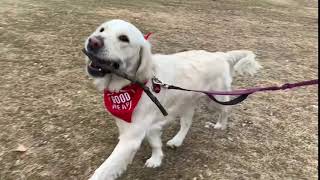 Blake in her Bandana by Goodheart Animal Health Center 7 views 4 years ago 12 seconds