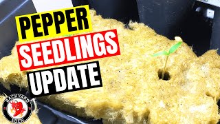 Growing Hot Peppers from Seed - Carolina Reaper Plants - Pepper Seedling Update 01