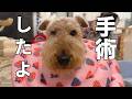 麦ちゃん手術しました［森の中でひとりと犬猫暮らし］