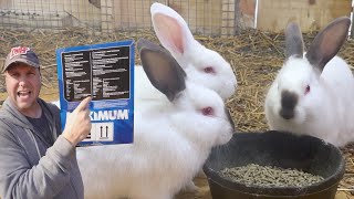 My Secret Weapon Against Rabbit Poop | Rabbit Colony Herd Integration