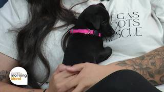 Pick of the Litter: Meet Adoptable Puppies from Vegas Roots Rescue